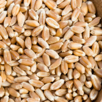 گندم کاشتنی