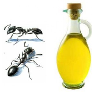 روغن مورچه