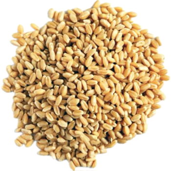 گندم کد 98