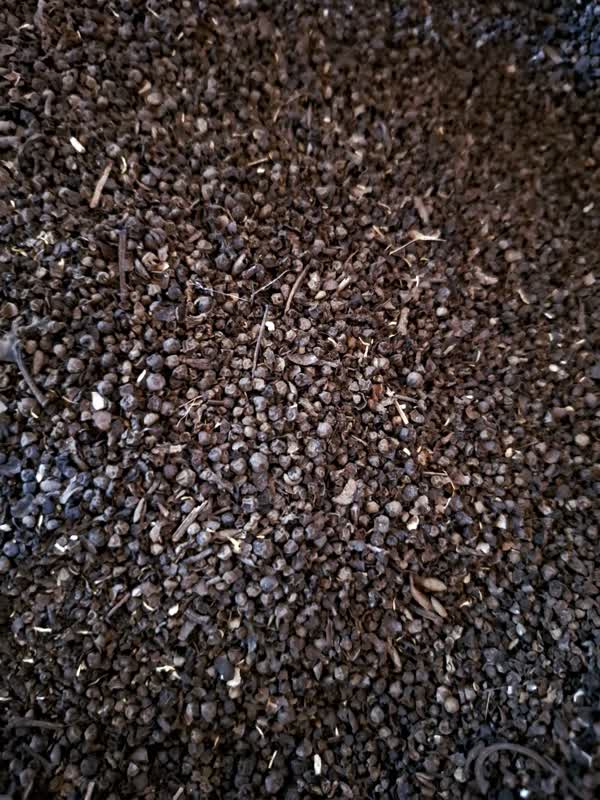 فلفل سیاه خشن