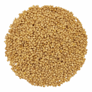 تخم شبدر