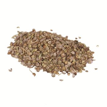 گشنیز لپه