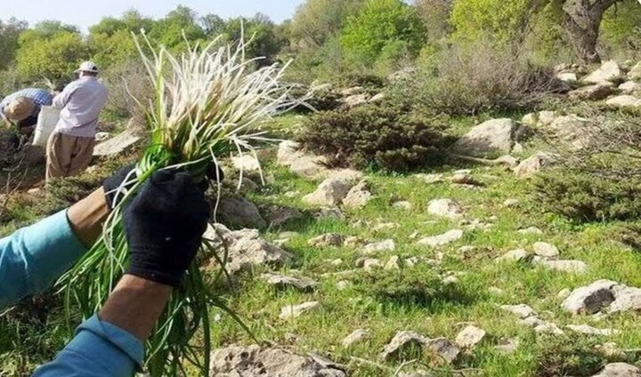 ممنوعیت برداشت گیاهان دارویی در تهران 17 اخبار