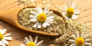 بابونه گل شیرازی 2 خواص بابونه شیرازی