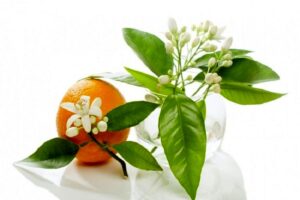 بهارنارنج اعلا (مرکبات) 2 خواص بهارنارنج