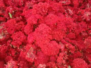 گلنار فارسی 3 خواص گلنار فارسی