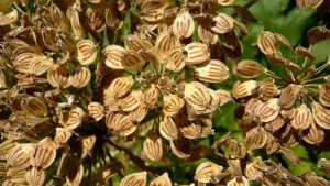 گلپر اردبیلی درشت 2 خواص گلپر
